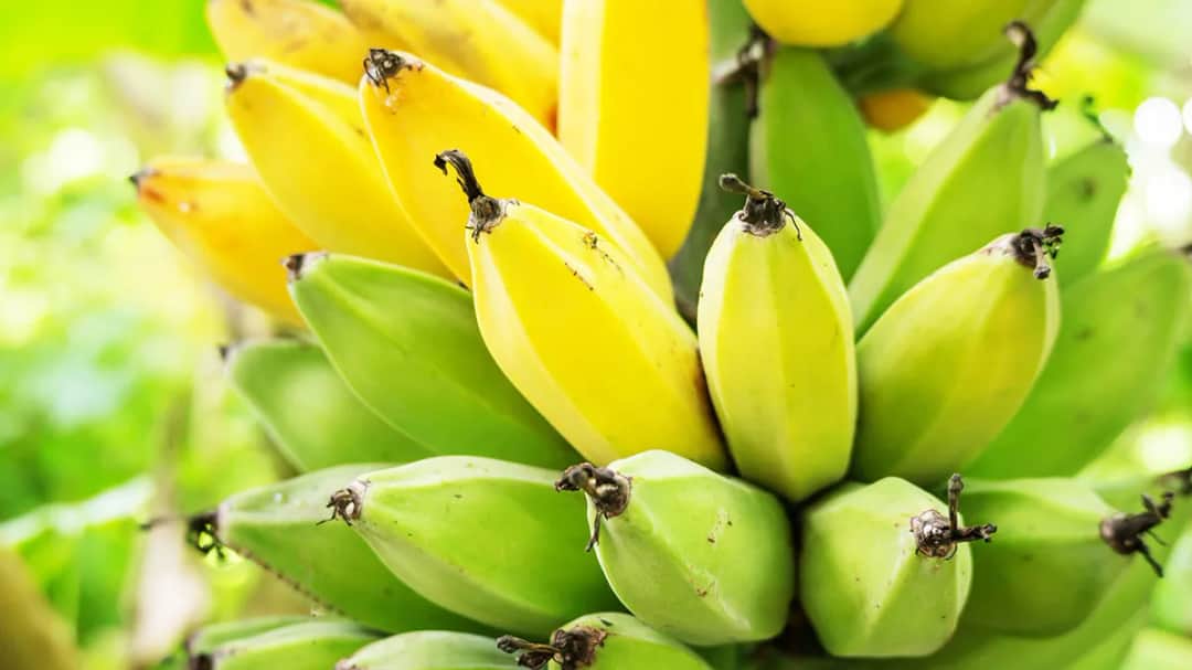 Gdzie na świecie rosną banany? Odkryj największe kraje producentów