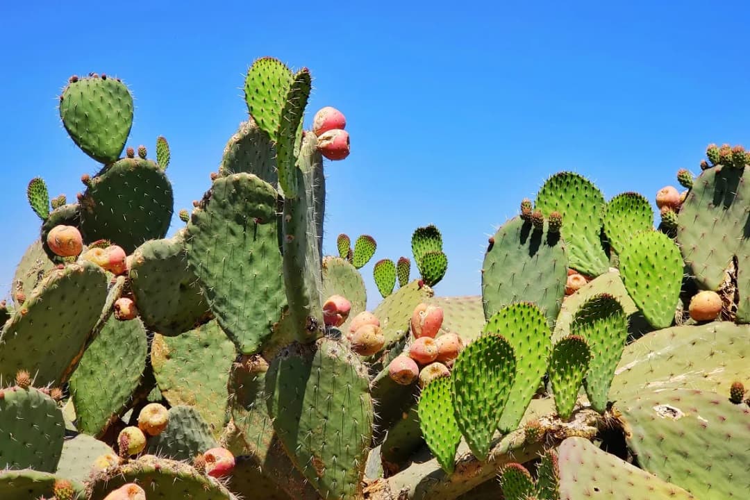 Meksyk kiedy jechać: uniknij deszczu i ciesz się słońcem