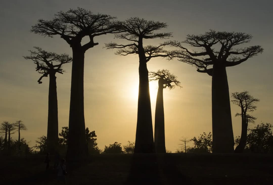 Madagaskar kiedy jechać: najlepszy czas na niezapomnianą podróż